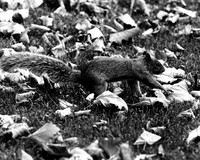 ANIMALS SQUIRREL