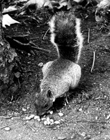 ANIMALS SQUIRRELS