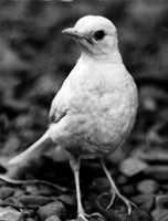 BIRDS - ROBIN