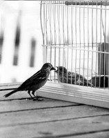 BIRDS - ROBIN