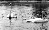 BIRDS - SWAN