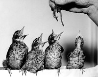 BIRDS - ROBIN