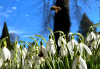 feb bee