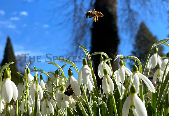 feb bee