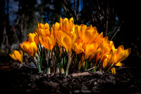SNOW CROCUS FEATURE