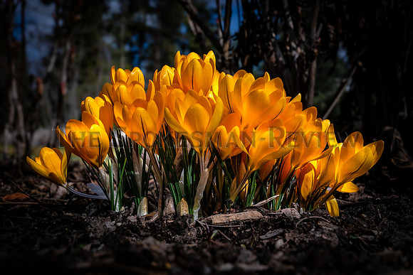 SNOW CROCUS FEATURE