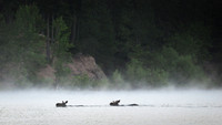 moose swimming bp