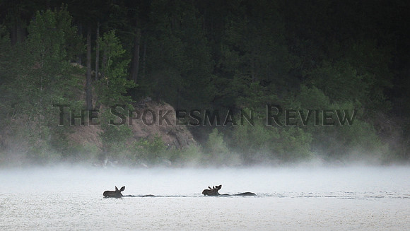 moose swimming bp