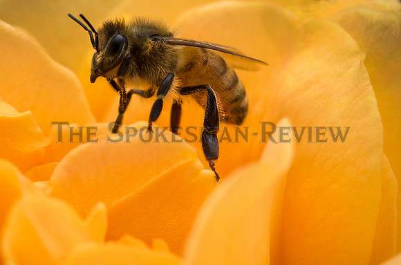 HONEYBEE ON YELLOW ROSE