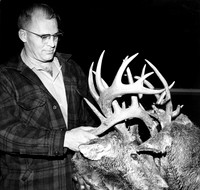 ANIMALS DEER