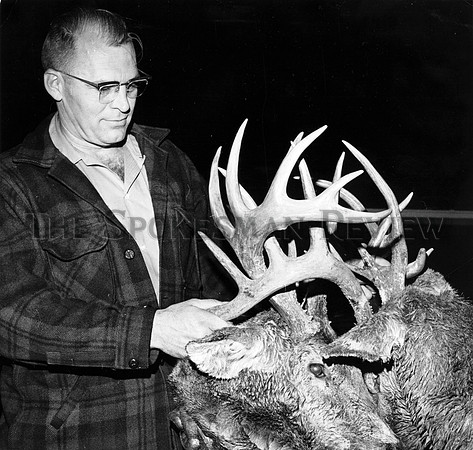 ANIMALS DEER