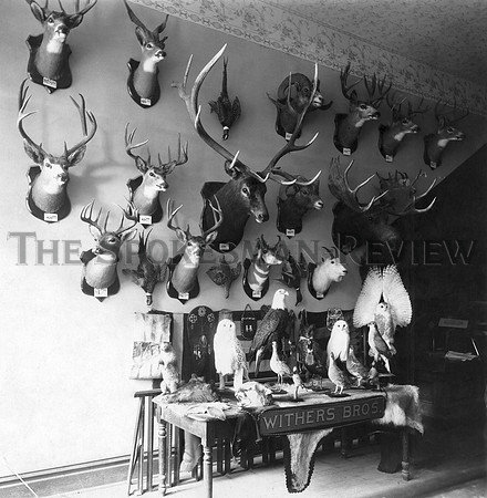 WITHERS BROS TAXIDERMISTS