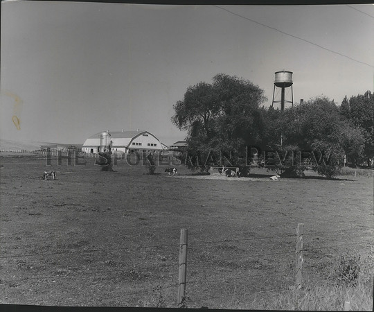 1955 Press Photo Upper Columbia Academy-School's dairy barn and part of the herd