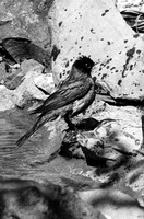 BIRDS - ROBIN