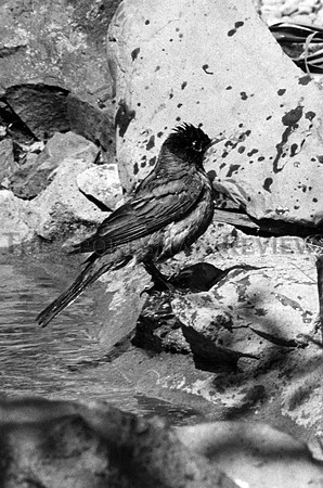 BIRDS - ROBIN
