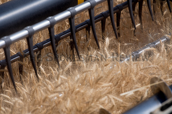 SRX_WHEAT_010_TT