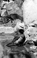 BIRDS - ROBIN