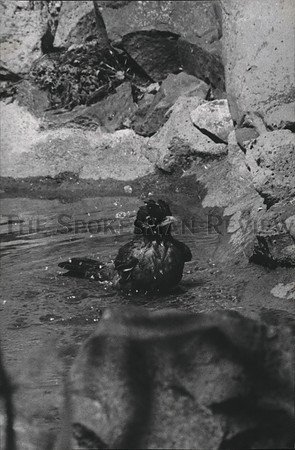spa31868.jpg