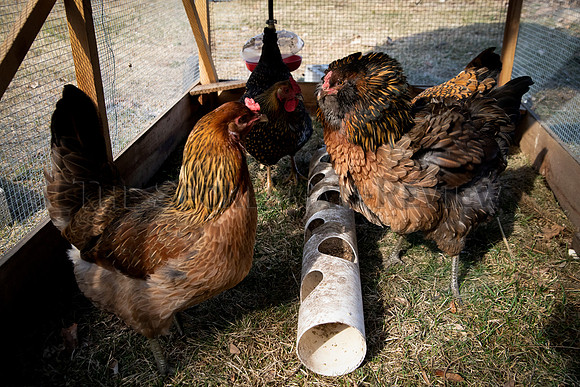 SRX CHICKEN PANDEMIC PROJECT 3