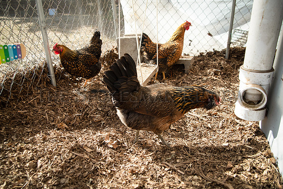 SRX CHICKEN PANDEMIC PROJECT 5