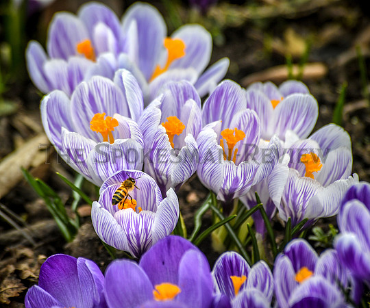 SRX BEE CROCUS 2