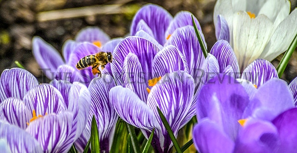 SRX BEE CROCUS 1