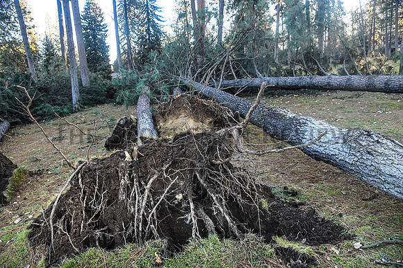 windstorm_repairs_photo