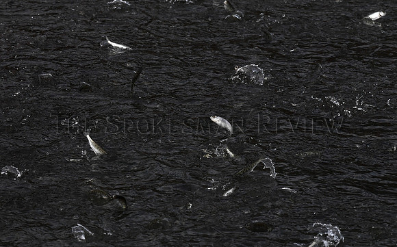 SRX_NEZPERCESALMON_003_TT