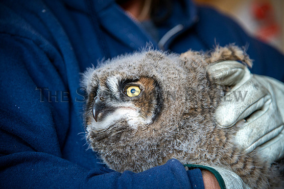 SRX OWL REHAB 3
