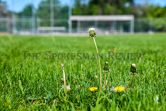 SRX CHIEF GARRY PARK  DANDELIONS  4