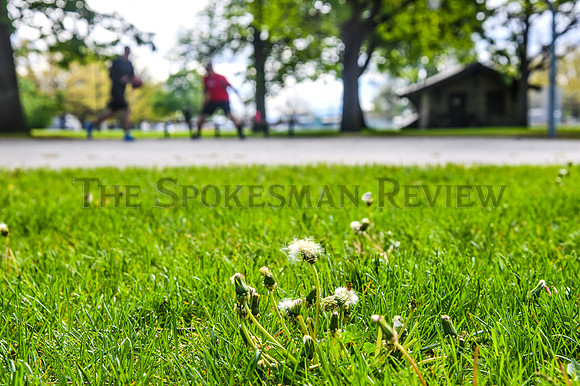 SRX CHIEF GARRY PARK  DANDELIONS 3