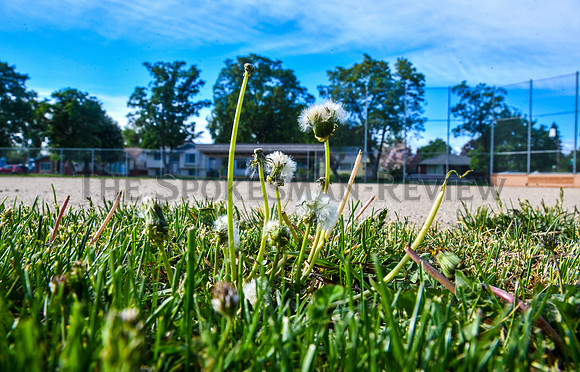 SRX CHIEF GARRY PARK  DANDELIONS 1