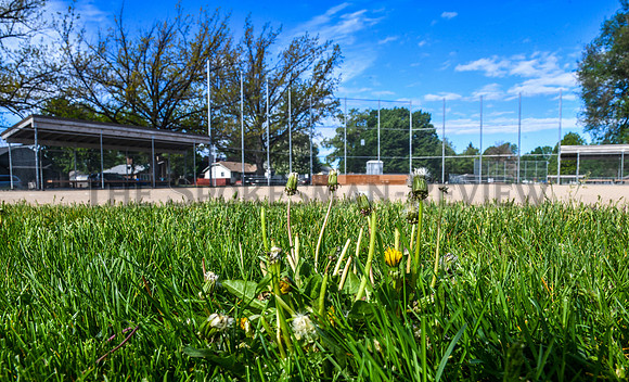 SRX CHIEF GARRY PARK  DANDELIONS 2
