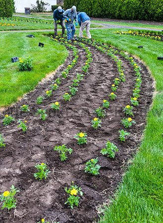 SRX MANITO DUNCAN PLANTING 5