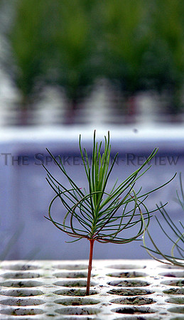 srxid forest nursery 2.jpg