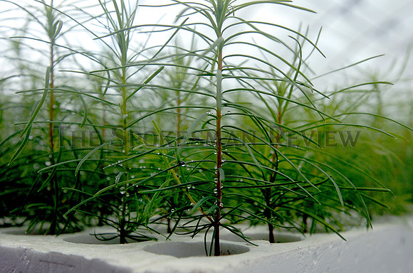 srxid forest nursery 4.jpg