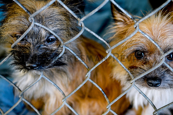 cit_210617_puppymill_nwcp