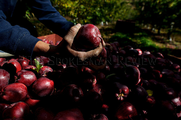 SRX_APPLES_002_tt