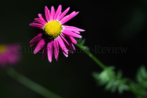 srx_CDA_Garden_5_.jpg