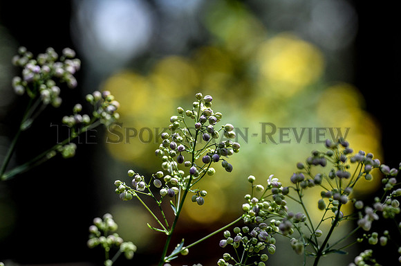 srx_CDA_Garden_7_.jpg