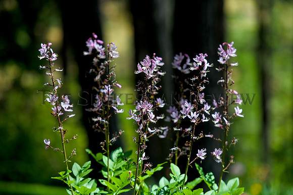 srx_CDA_Garden_3_.jpg