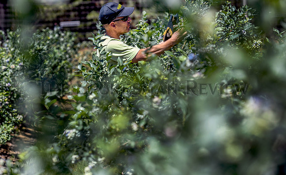 cit_210706_cropfailure_nwcp_tues