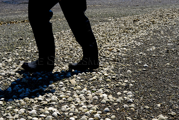 SRX_SHELLFISH_010_tt