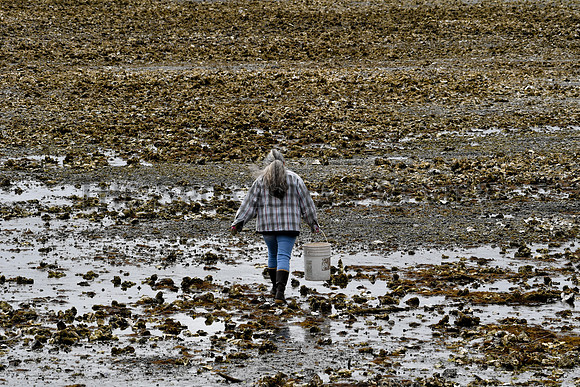 SRX_SHELLFISH_011_tt