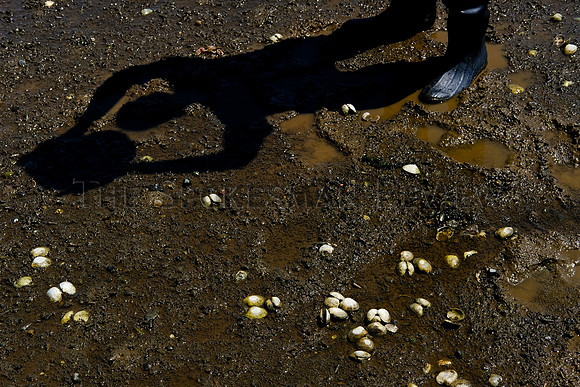 SRX_SHELLFISH_008_tt