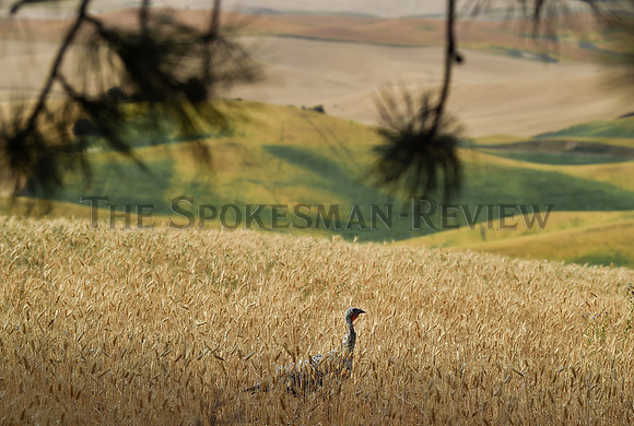 SRX_TURKEYWHEAT_001_TT