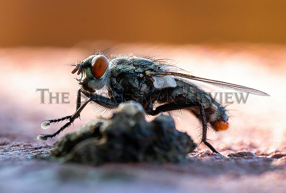 SRX_HOUSE FLY