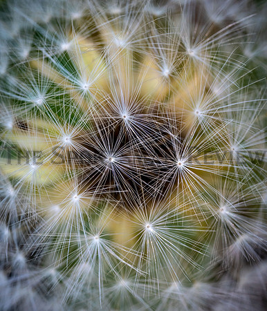 SRX_DANDELION