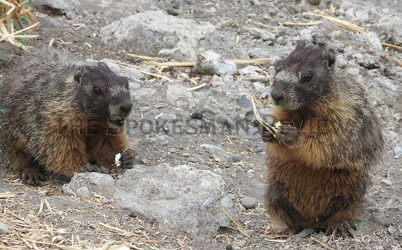SRX MARMOTS AND POPCORN CHRONICLE