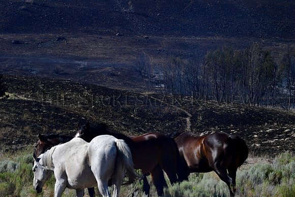 SRX_CHUWEAHFIRE_012_tt